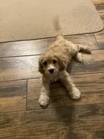 Red Rudy , a male Cavapoo for sale in Mesa, AZ – 4 of 7