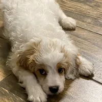 Buddy, a male Cavapoo and Poodle - Miniature  for sale in Mesa, AZ – Photo 6 of 10