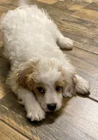 Buddy, a male Cavapoo and Poodle - Miniature  for sale in Mesa, AZ – Photo 6 of 10