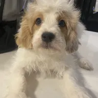 Buddy, a male Cavapoo and Poodle - Miniature  for sale in Mesa, AZ – Photo 4 of 10