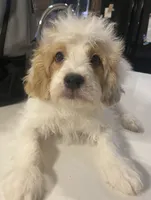 Buddy, a male Cavapoo and Poodle - Miniature  for sale in Mesa, AZ – Photo 4 of 10