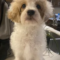 Buddy, a male Cavapoo and Poodle - Miniature  for sale in Mesa, AZ – Photo 2 of 10