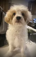 Buddy, a male Cavapoo and Poodle - Miniature  for sale in Mesa, AZ – Photo 2 of 10