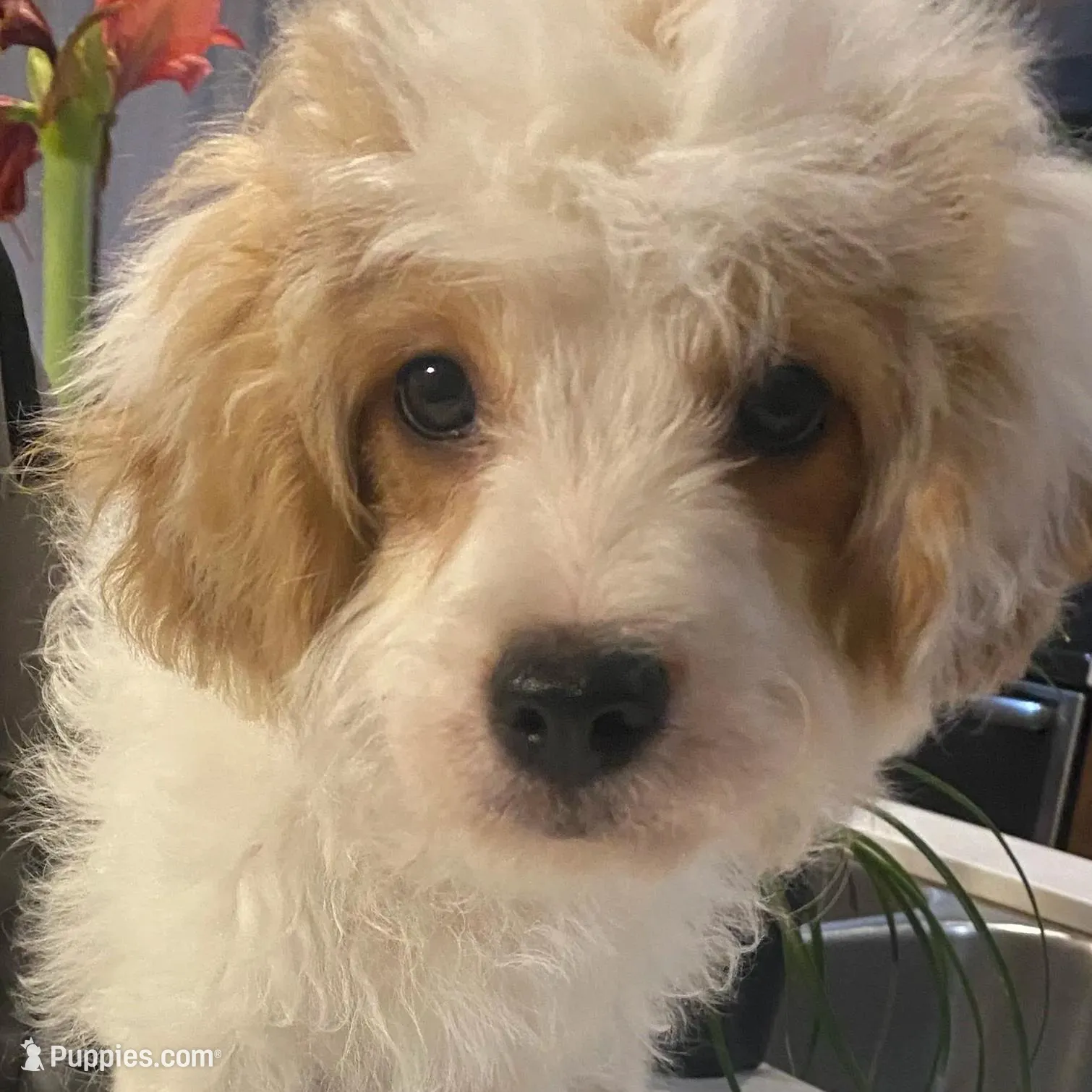 Buddy, a male Cavapoo and Poodle - Miniature  for sale in Mesa, AZ – Photo 3 of 10