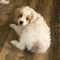 Buddy, a male Cavapoo and Poodle - Miniature  for sale in Mesa, AZ – Photo 1 of 10