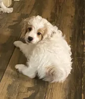 Buddy, a male Cavapoo and Poodle - Miniature  for sale in Mesa, AZ – Photo 1 of 10