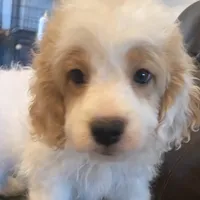 Buddy, a male Cavapoo and Poodle - Miniature  for sale in Mesa, AZ – Photo 5 of 10