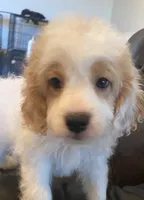 Buddy, a male Cavapoo and Poodle - Miniature  for sale in Mesa, AZ – Photo 5 of 10