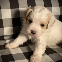 Buddy, a male Cavapoo and Poodle - Miniature  for sale in Mesa, AZ – Photo 8 of 10