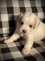 Buddy, a male Cavapoo and Poodle - Miniature  for sale in Mesa, AZ – Photo 8 of 10