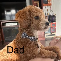 Buddy, a male Cavapoo and Poodle - Miniature  for sale in Mesa, AZ – Photo 9 of 10