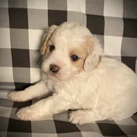 Buddy, a male Cavapoo and Poodle - Miniature  for sale in Mesa, AZ – Photo 7 of 10