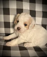 Buddy, a male Cavapoo and Poodle - Miniature  for sale in Mesa, AZ – Photo 7 of 10