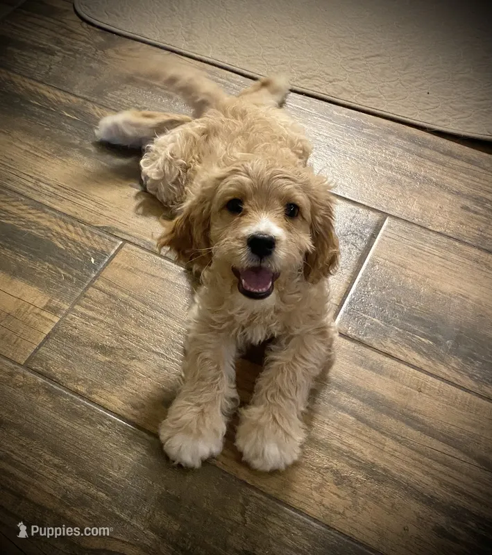 Red Rudy  – Cavapoo puppy for sale in Mesa, AZ
