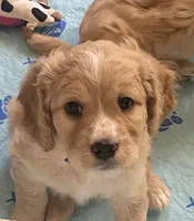 Bubba blue, a male Cavapoo for sale in Mesa, AZ – 2 of 5