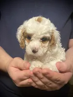 Dusty, a male Cavapoo and Poodle - Miniature  for sale in Mesa, AZ – Photo 8 of 10