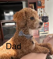 Dusty, a male Cavapoo and Poodle - Miniature  for sale in Mesa, AZ – Photo 10 of 10