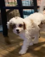 Dusty, a male Cavapoo and Poodle - Miniature  for sale in Mesa, AZ – Photo 6 of 10