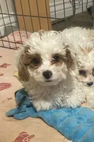 Dusty, a male Cavapoo and Poodle - Miniature  for sale in Mesa, AZ – Photo 2 of 10