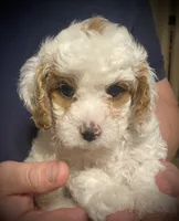 Dusty, a male Cavapoo and Poodle - Miniature  for sale in Mesa, AZ – Photo 1 of 10