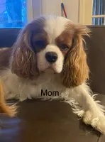 Dusty, a male Cavapoo and Poodle - Miniature  for sale in Mesa, AZ – Photo 9 of 10