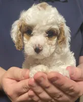 Dusty, a male Cavapoo and Poodle - Miniature  for sale in Mesa, AZ – Photo 7 of 10