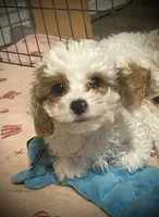 Dusty, a male Cavapoo and Poodle - Miniature  for sale in Mesa, AZ – Photo 5 of 10
