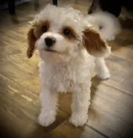 Dusty, a male Cavapoo and Poodle - Miniature  for sale in Mesa, AZ – Photo 3 of 10