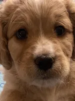 Bubba blue, a male Cavapoo for sale in Mesa, AZ – 3 of 5