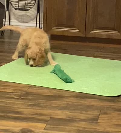 Bubba blue, a male Cavapoo for sale in Mesa, AZ – 5 of 5