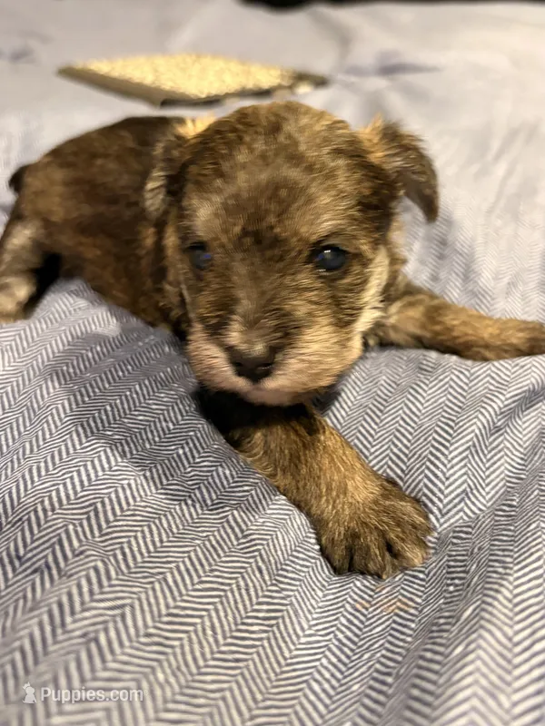 Minnie – Miniature Schnauzer puppy for sale in Fort Pierce, FL