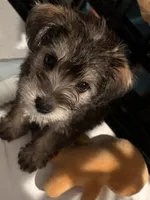 Minnie, a female Miniature Schnauzer for sale in Fort Pierce, FL – Photo 2 of 2