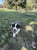Light orange , a male Saint Bernard for sale in Cherokee, IA – 2 of 5