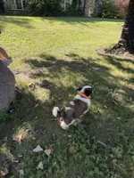 Dark orange , a male Saint Bernard for sale in Cherokee, IA – 5 of 5