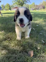 Black collar , a male Saint Bernard for sale in Cherokee, IA – 1 of 5