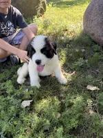 Dark orange , a male Saint Bernard for sale in Cherokee, IA – 2 of 5