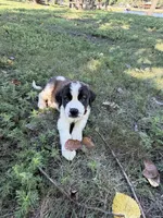 Light orange , a male Saint Bernard for sale in Cherokee, IA – 5 of 5