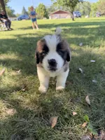 Black collar , a male Saint Bernard for sale in Cherokee, IA – 2 of 5