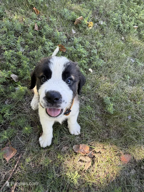 Light orange  – Saint Bernard puppy for sale in Cherokee, IA