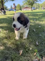 Black collar , a male Saint Bernard for sale in Cherokee, IA – 3 of 5