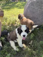 Dark orange , a male Saint Bernard for sale in Cherokee, IA – 3 of 5