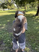Light orange , a male Saint Bernard for sale in Cherokee, IA – 3 of 5