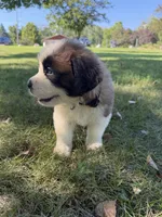 Black collar , a male Saint Bernard for sale in Cherokee, IA – 4 of 5