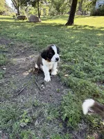 Light orange , a male Saint Bernard for sale in Cherokee, IA – 4 of 5