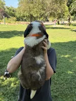Dark orange , a male Saint Bernard for sale in Cherokee, IA – 4 of 5