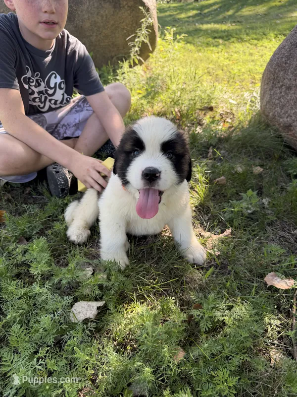 Dark orange  – Saint Bernard puppy for sale in Cherokee, IA