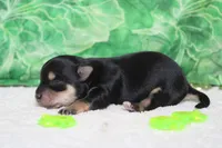 Everly , a female Morkie for sale in Trenton, MO – Photo 4 of 7