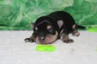 Everly , a female Morkie for sale in Trenton, MO – Photo 2 of 7