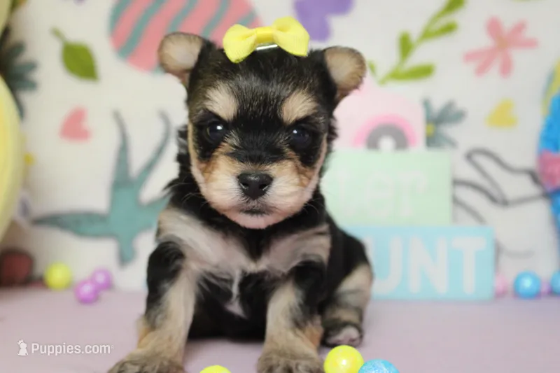 Everly  – Morkie puppy for sale in Trenton, MO