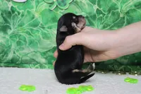 Everly , a female Morkie for sale in Trenton, MO – Photo 6 of 7